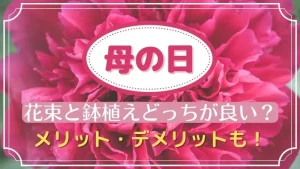 カーネーション切り花の寿命は 長持ちさせる育て方や挿し木の方法も