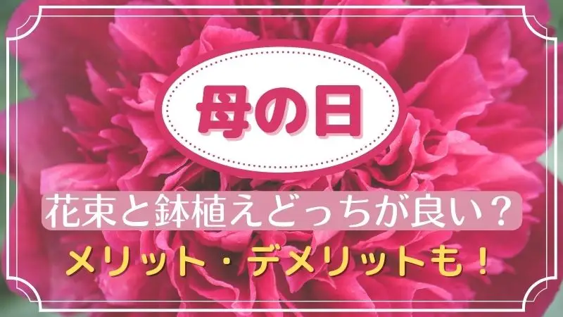 母の日のカーネーションは花束と鉢植えどっちが良い メリットデメリットも